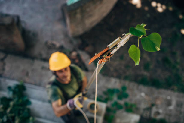 Lawn Watering Services in Snoqualmie, WA